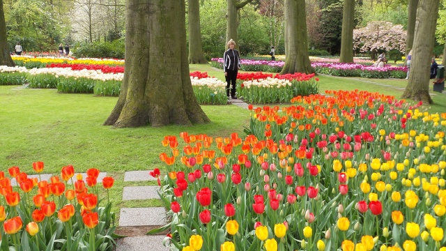 2014-04-17 Holland Tulips 54.jpg